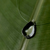Drop Of Water Necklace