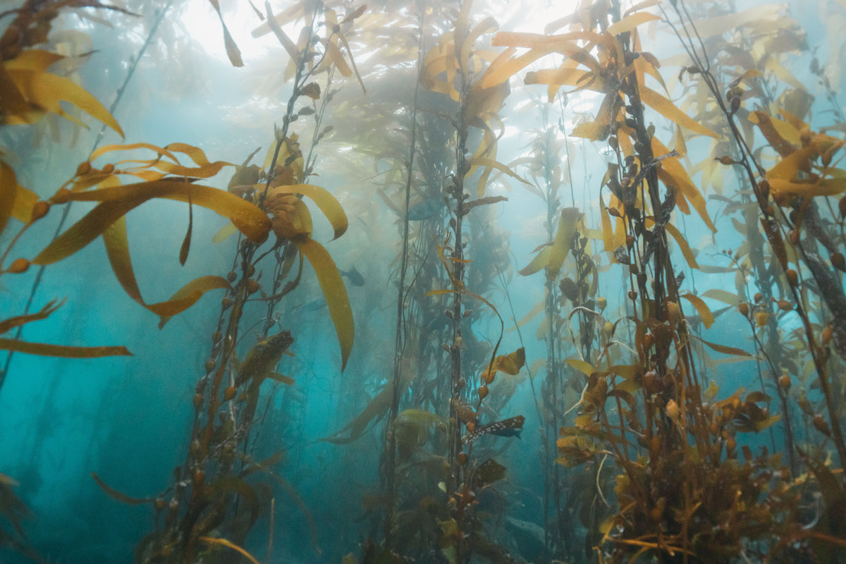 A forest under the water